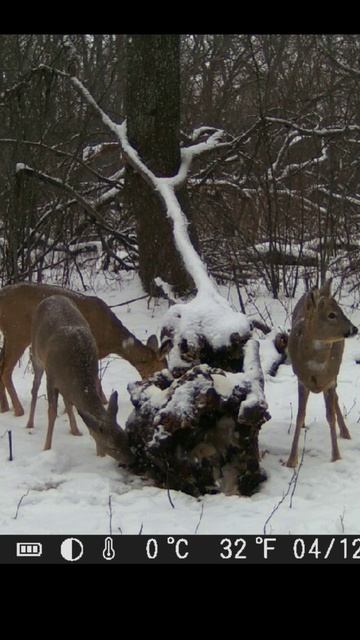 Насыпал соль в лесу / Фотоловушка в лесу смотреть онлайн