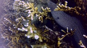 Мурены 1,26 Гб