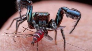 Охота топ пауков в нашем окружении! На что идут эти существа для добывания еды!