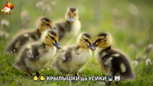 Утята и Цыплята - Кошки и котята, Собаки и щенята (326) Хвостики да Усики ❣️