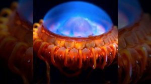 Медуза атолла