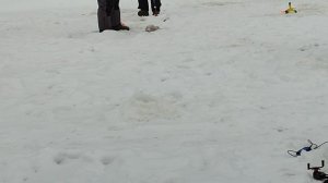 Форель на пасту.