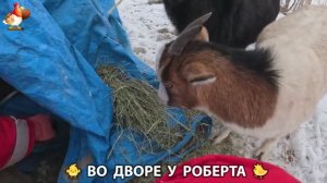 Содержание кур в домашних условиях и других птиц во дворе у Роберта 🐣🐤🦆🐔🪿🦃 (396)