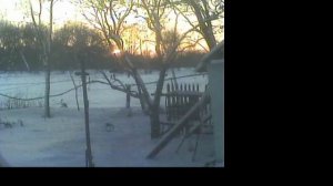 Птички с нашего двора