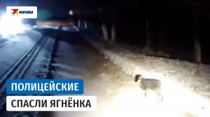 Спасли замерзшего ягнёнка