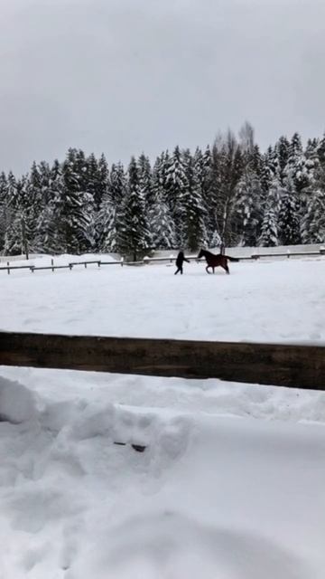 символ года на природе смотреть онлайн