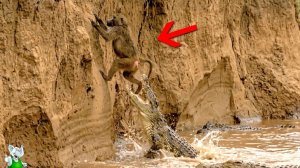 Жутко, Но Реально! Безумные Битвы Животных Снятые на Камеру!