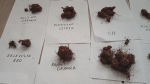 Обзор клубней бегонии