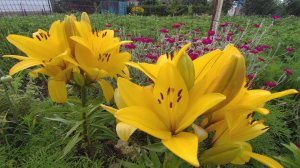 Летний палисадник на даче. Розы и Лилии