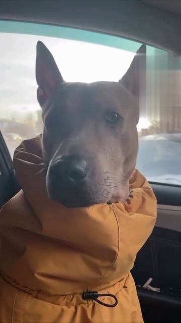 Риджбек Тюльпан. Это не собака- это личность! смотреть онлайн