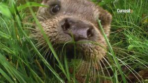 Будни Выдры