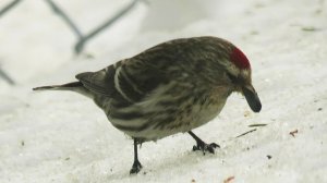 Чечетка - птичка как воробей с красной головой