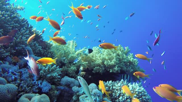 Аквариум с Рыбками: Подводный Мир Кораллового Рифа смотреть онлайн