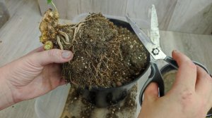 СРОЧНО в ЯНВАРЕ с ГЕРАНЬЮ делаю ТАК!