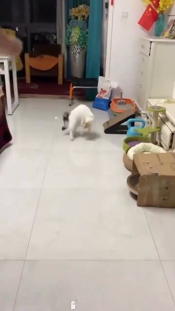 Коты не любят когда в них тычут пальцем смотреть онлайн