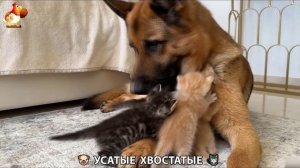 Котята и щенята 🐈🐶 Кошки и собаки 🤗 Милое видео про животных (66)