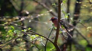 Sunny Mornings Beautiful Relaxing Music with Piano Guitar Bird Sounds by Peder B. Helland