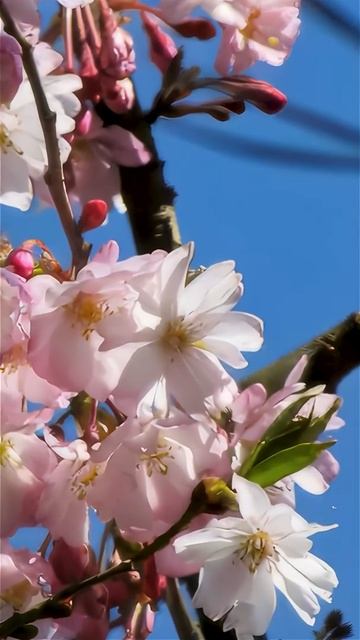 Тибетская вишня розовое чудо на высоте 4000 метров. смотреть онлайн