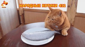 Нарядные Котики расслабляются на солнышке 🌞 🐈🐈🐈 (432)