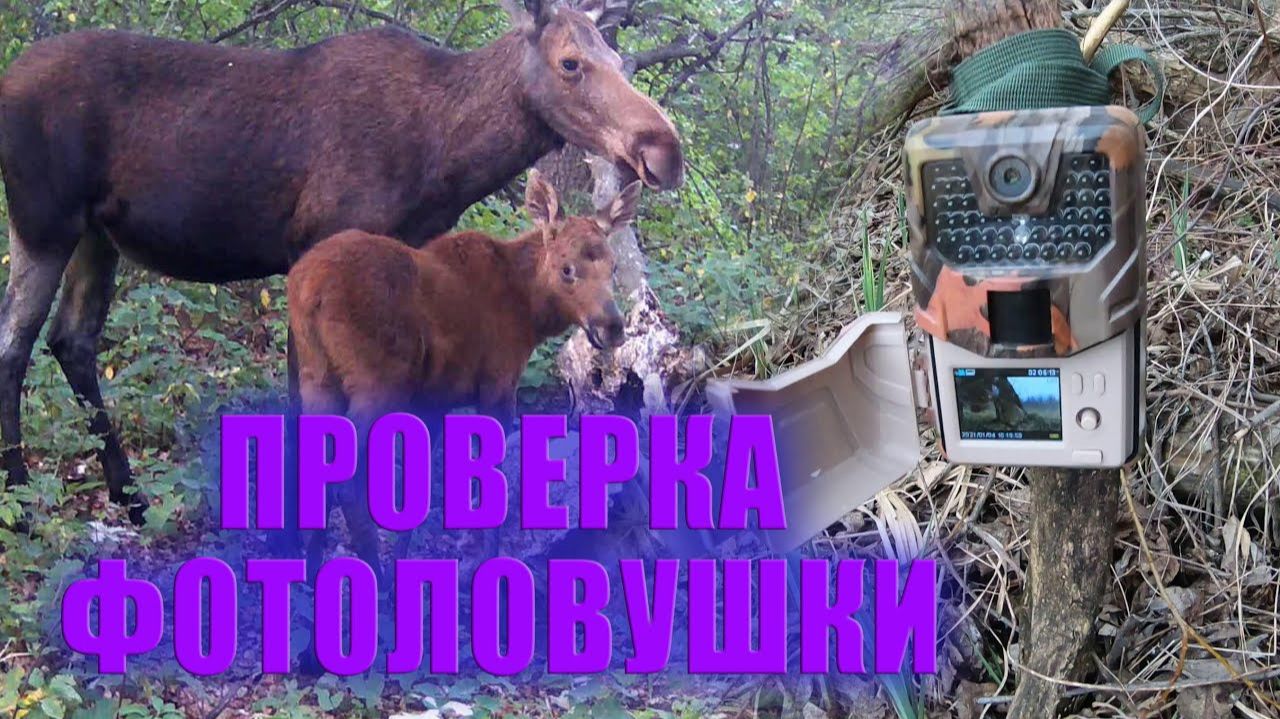 Проверка ФОТОЛОВУШЕК, сплошные НЕУДАЧИ / Фотоловушка в лесу смотреть онлайн