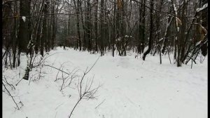 Хаски. Катание на собачьей упряжке