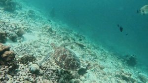 Сноркелинг на Мальдивах, риф острова Донфану (Dhonfanu) 02.01.26