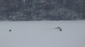 Охота на зайца с собаками (36 часть)