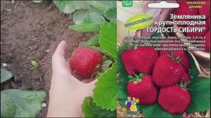 Ягода из семян.