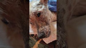 И смех и грех, Снежок гоняет кошек защищая свою еду 😂😂