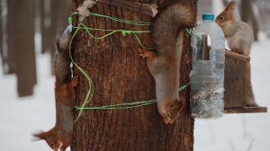 Белки у кормушек. Зарисовка