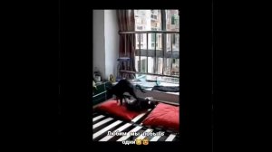 Видео от МЯУтаверс – как метавселенная, но с котами