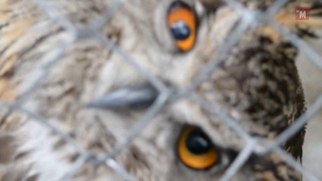 Как смотрят взаимщиков смотреть онлайн