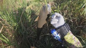 летняя рыбалка на рогатку (из архива)