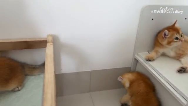 Что сделает котёнок, когда увидет петуха утром - 2025 год смотреть онлайн