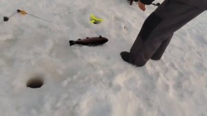 17.01.26 г. РК Волна.