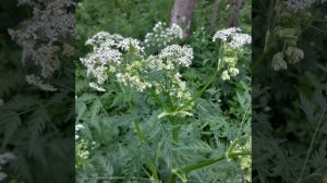 Алдар менән Зөһрә. 4-се бүлек.