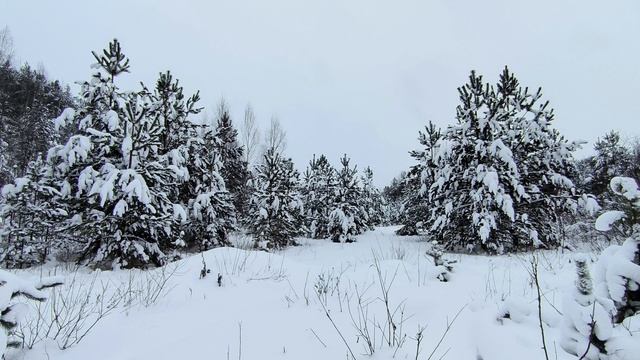 Заснеженный лес. ч.20. Январь 2026