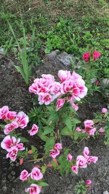 Ленинградская область. Хвойное. 29.07.2024. Цветы на даче. Цветущая годеция махровая