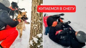 Солнечный и морозный день в лесу Анапского района, прогулка с собаками по пушистому снегу