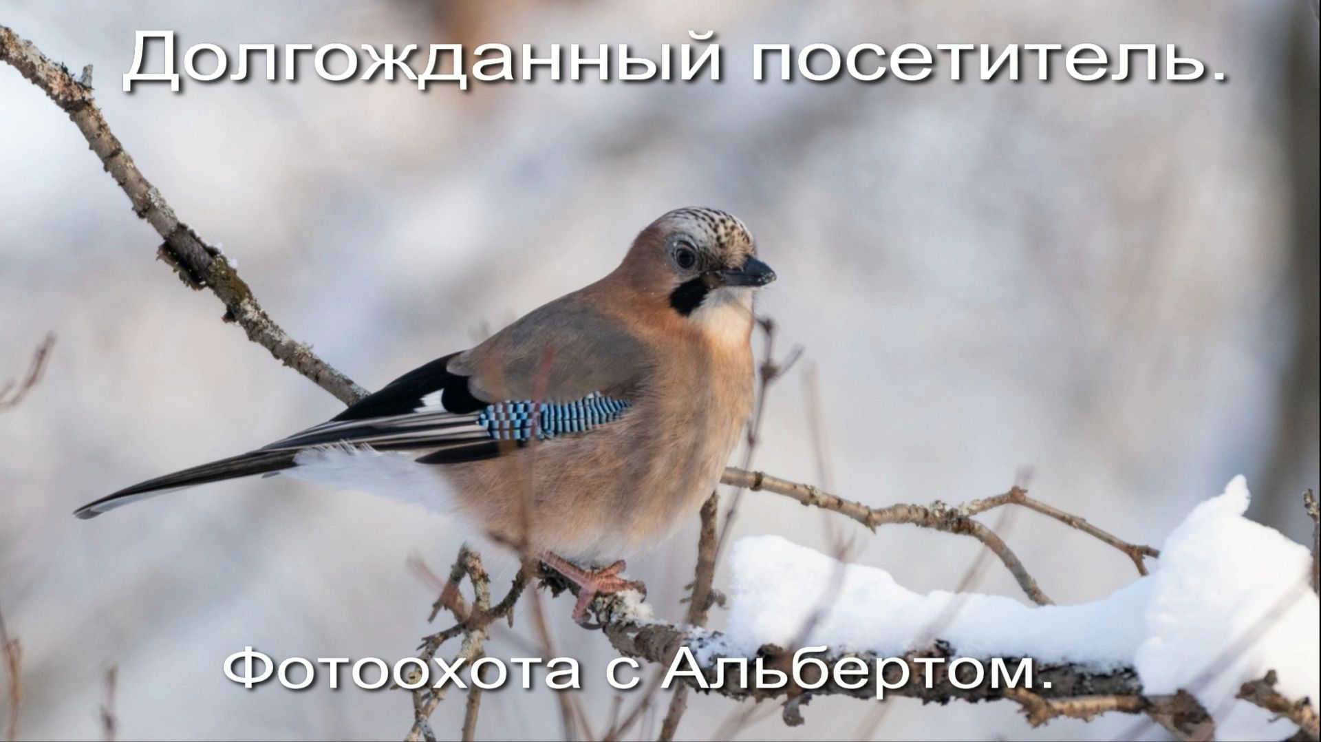 Фотоохота с Альбертом. Долгожданный посетитель. смотреть онлайн