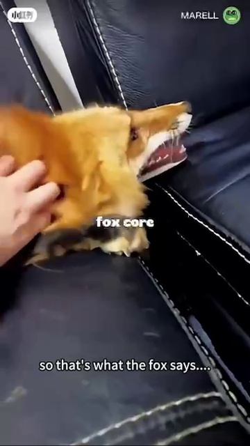 Лисичкины приколы. смотреть онлайн