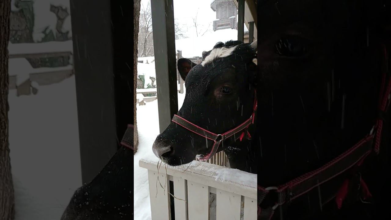 Корова подошла пообщаться 12.01.2026 смотреть онлайн