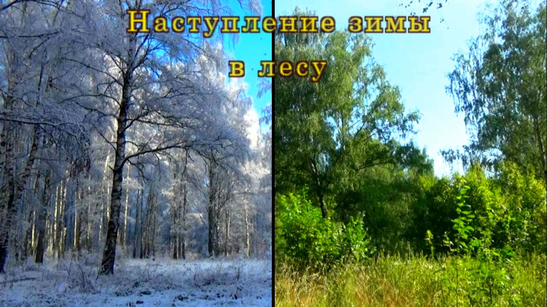 Наступление зимы в лесу смотреть онлайн