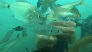 Дайвинг в Адлере