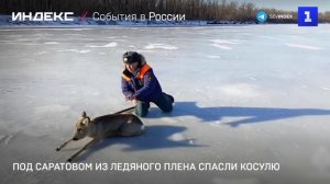 Под Саратовом из ледяного плена спасли косулю