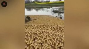 Один из миллиарда моментов в природе. Видео из интернета.