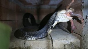 Как накормить змею