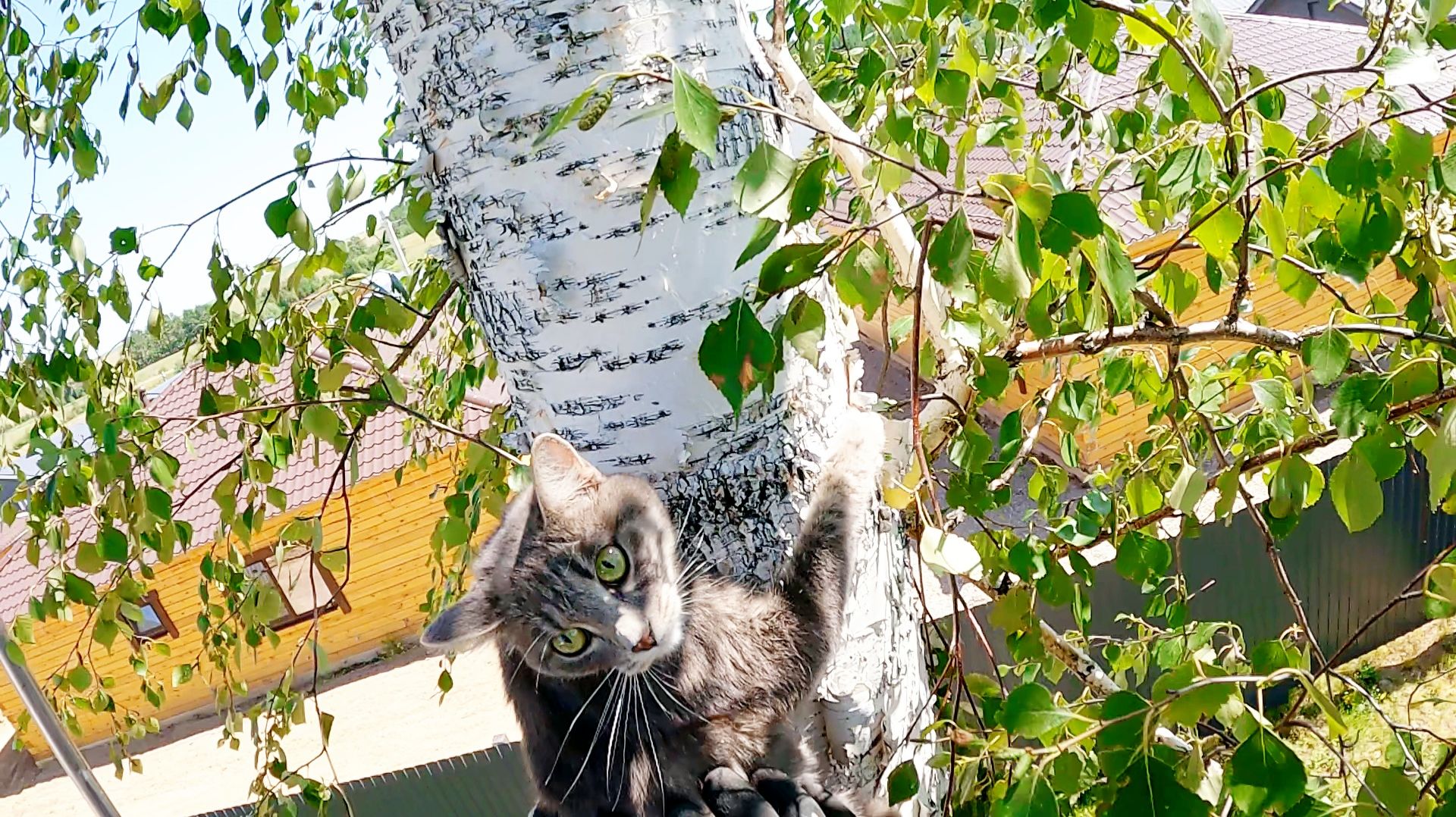 Мура недовольна... и чёрный смотреть онлайн