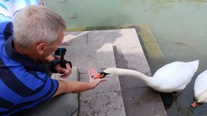 Адлер.На лебедином озере