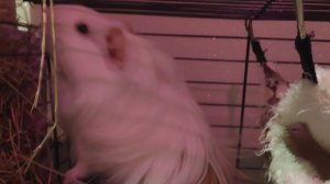 Трансляция Морская свинка